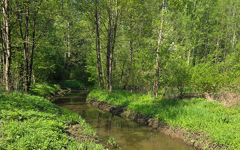 Речка в парке